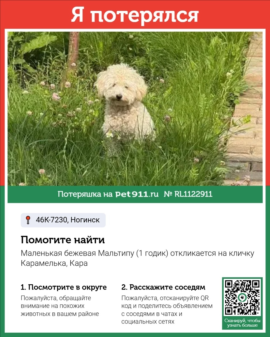 Пропала собака в Реутове — фото объявления