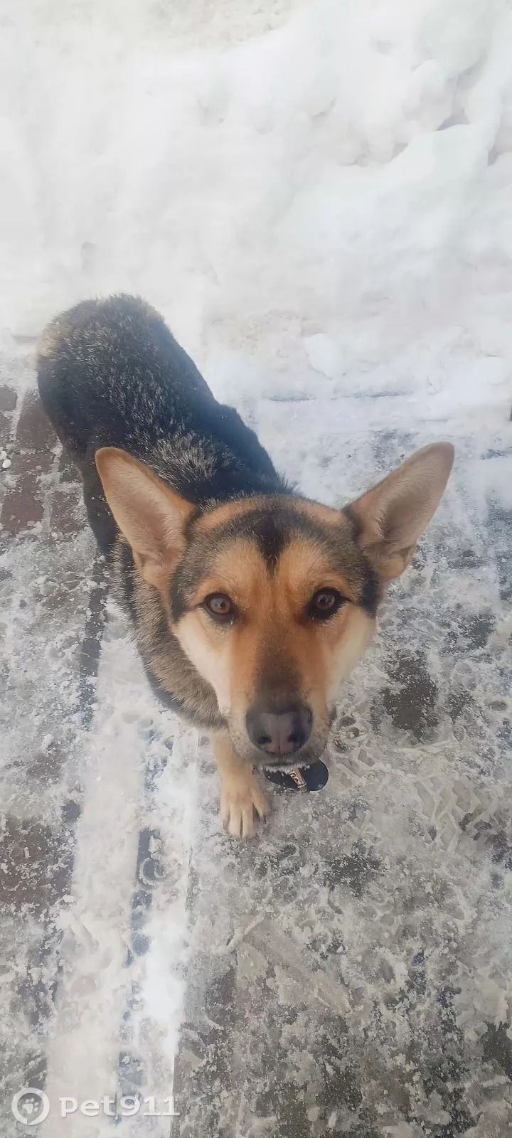 Найдена собака в Реутове — фото объявления