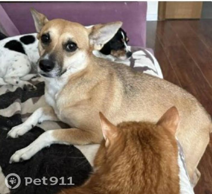 Пропала собака в Реутове — фото объявления