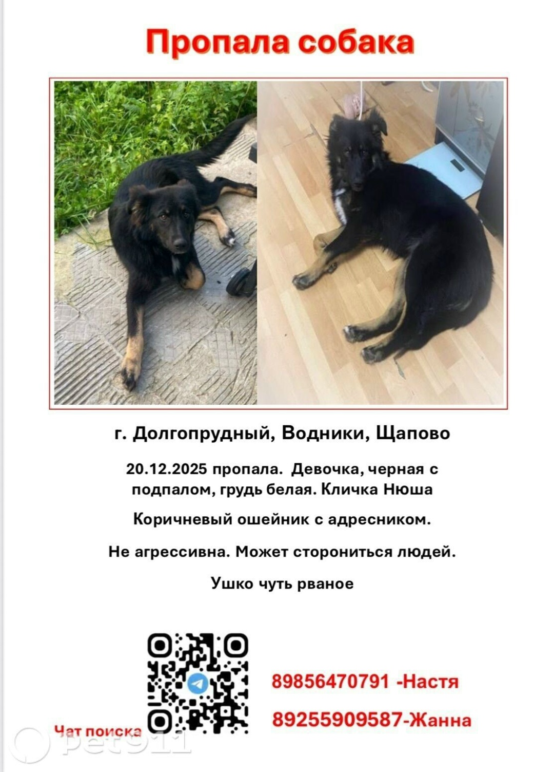 Пропала собака в Реутове — фото объявления