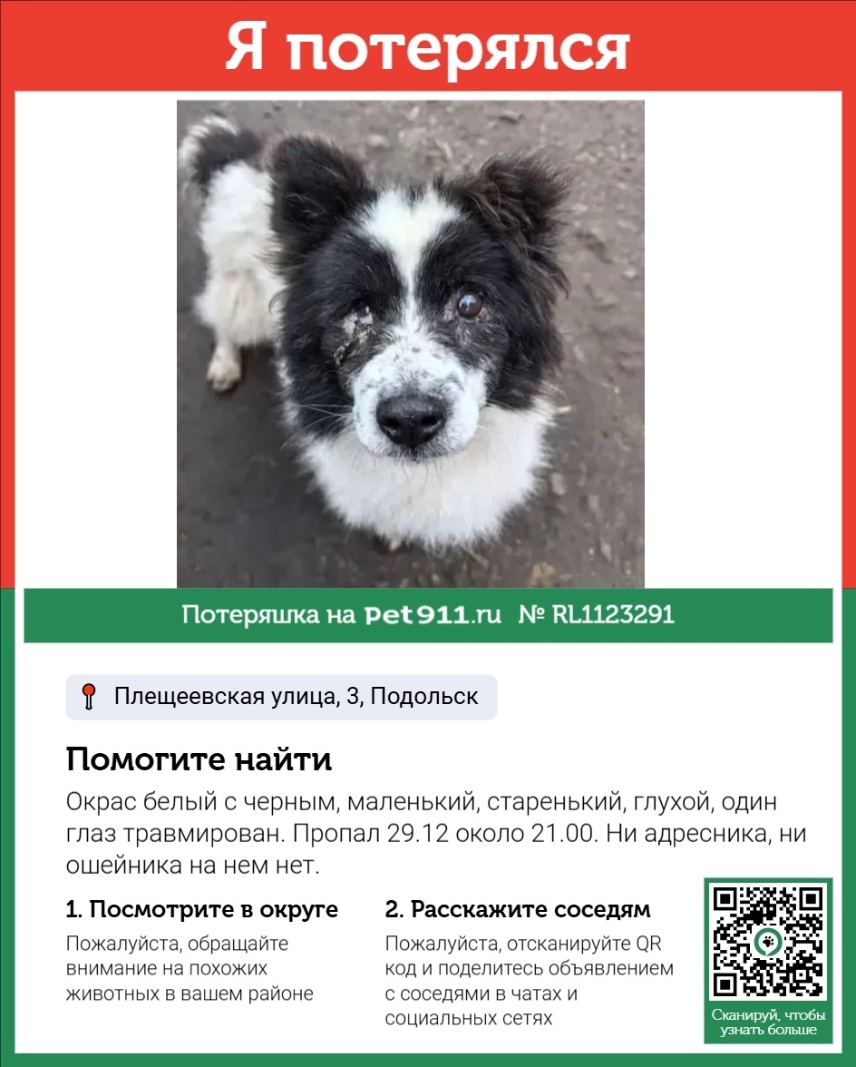 Пропала собака в Реутове — фото объявления