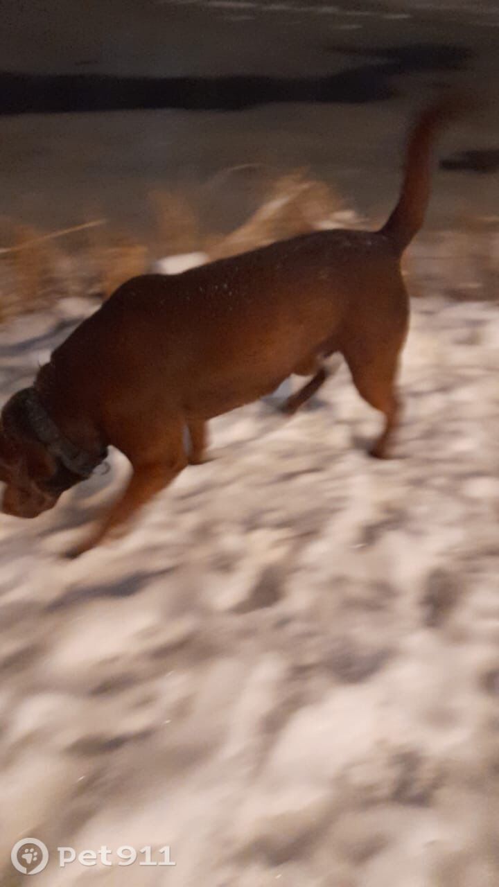 Найдена собака в Реутове — фото объявления