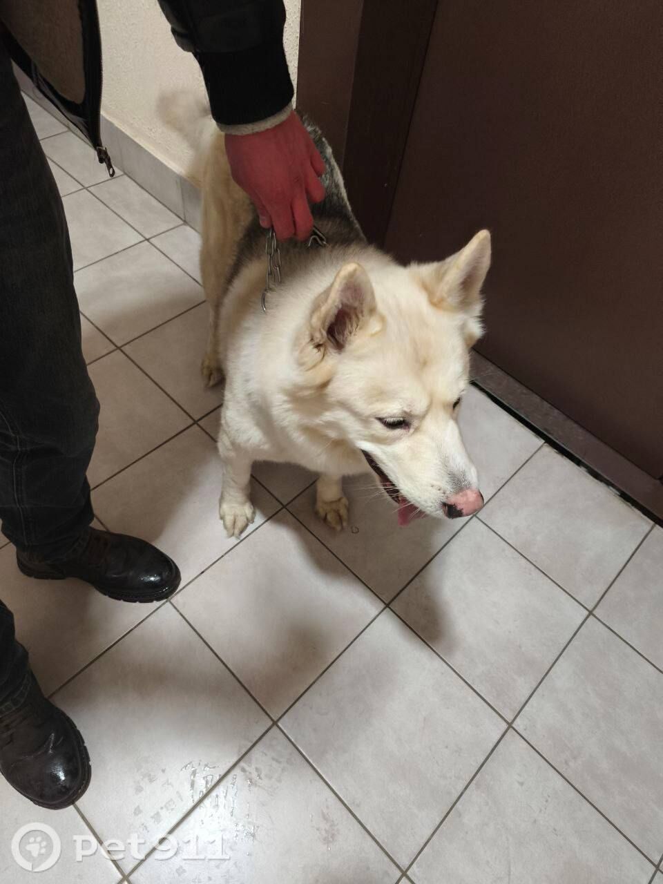 Найдена собака в Реутове — фото объявления