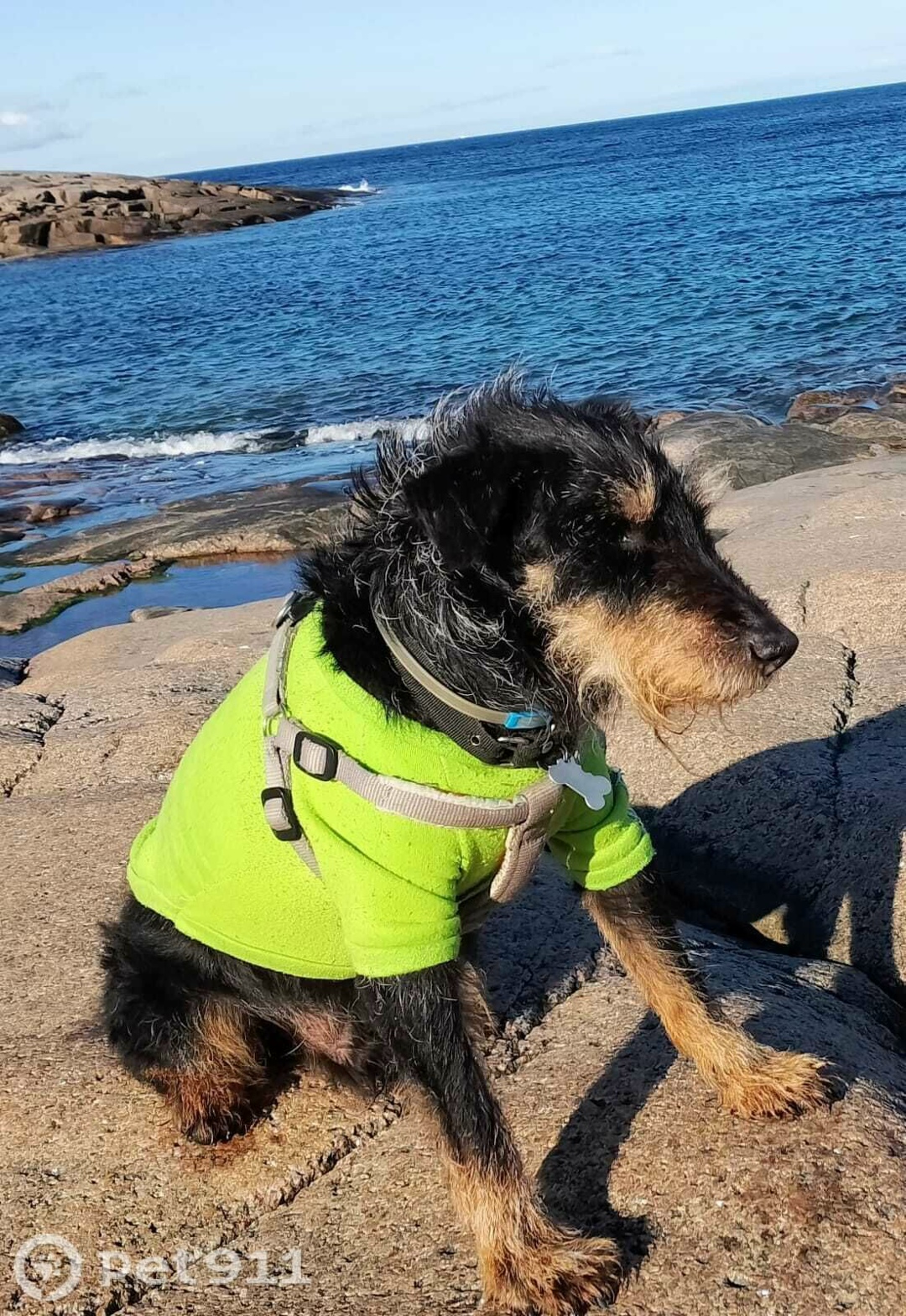 Пропала собака в Реутове — фото объявления