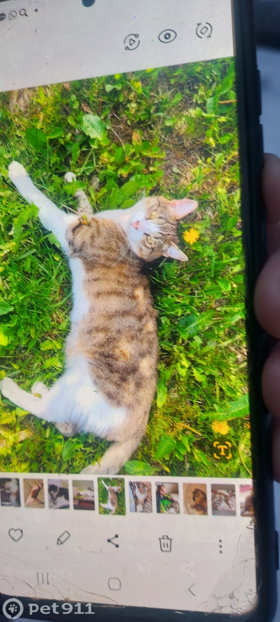 Пропала кошка в Реутове — фото объявления