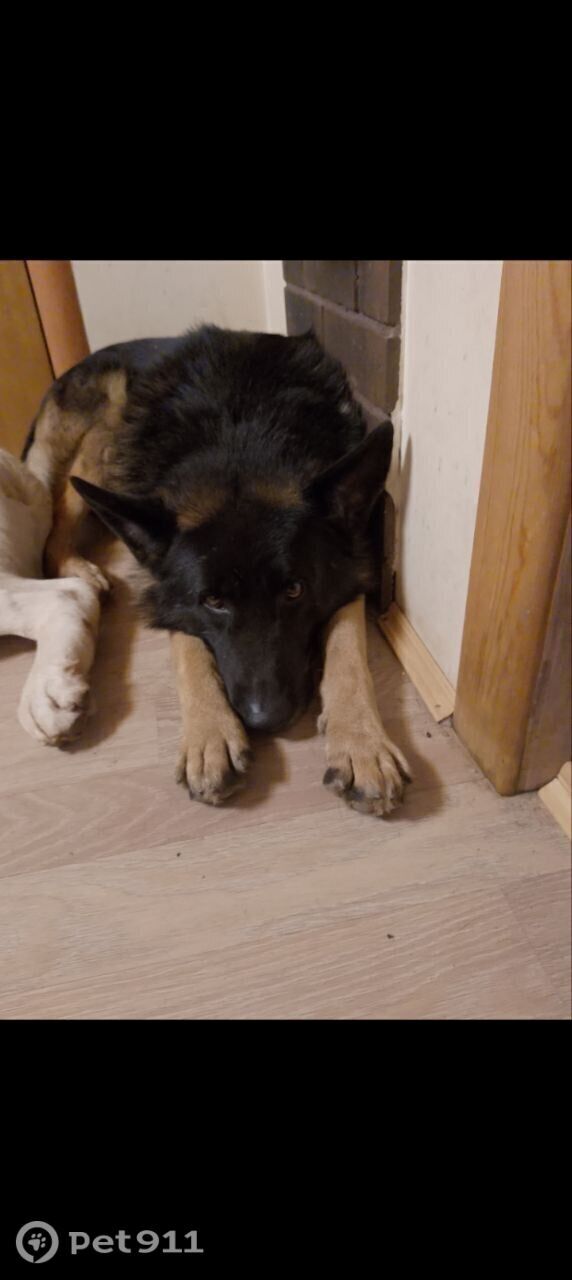 Пропала собака в Реутове — фото объявления