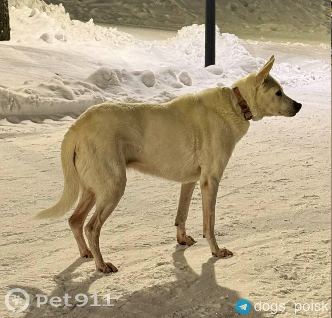 Найдена собака в Реутове — фото объявления