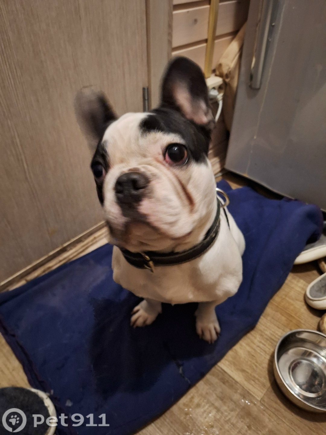 Найдена собака в Реутове — фото объявления