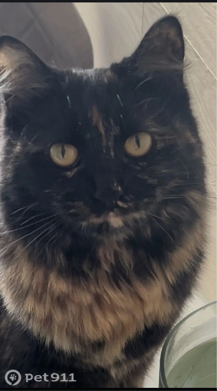 Пропала кошка в Реутове — фото объявления