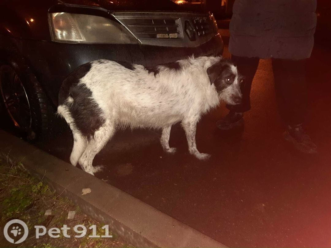 Пропала собака в Реутове — фото объявления