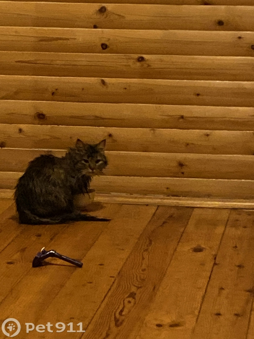 Найдена кошка в Реутове — фото объявления