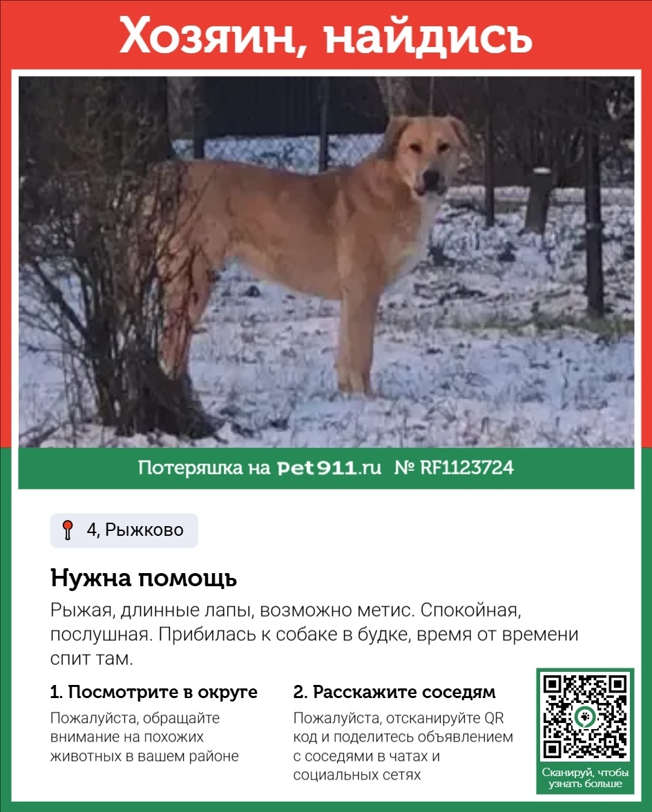 Найдена собака в Реутове — фото объявления