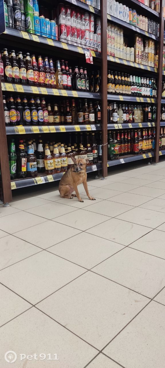 Найдена собака в Реутове — фото объявления