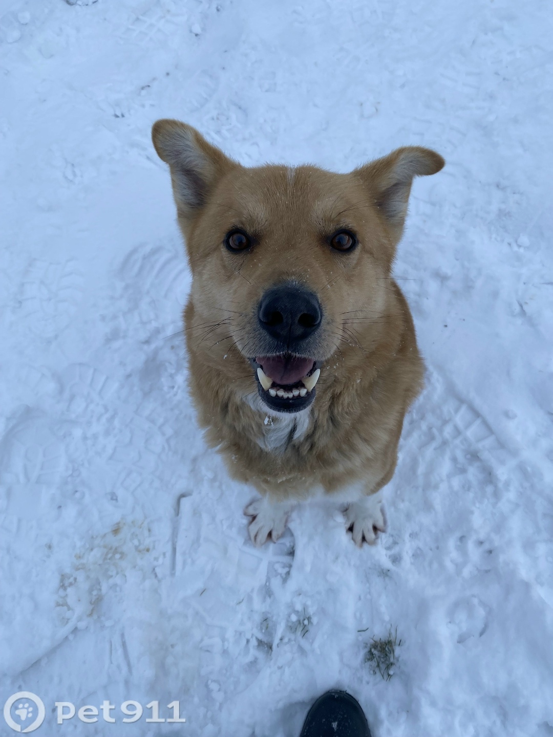 Найдена собака в Реутове — фото объявления