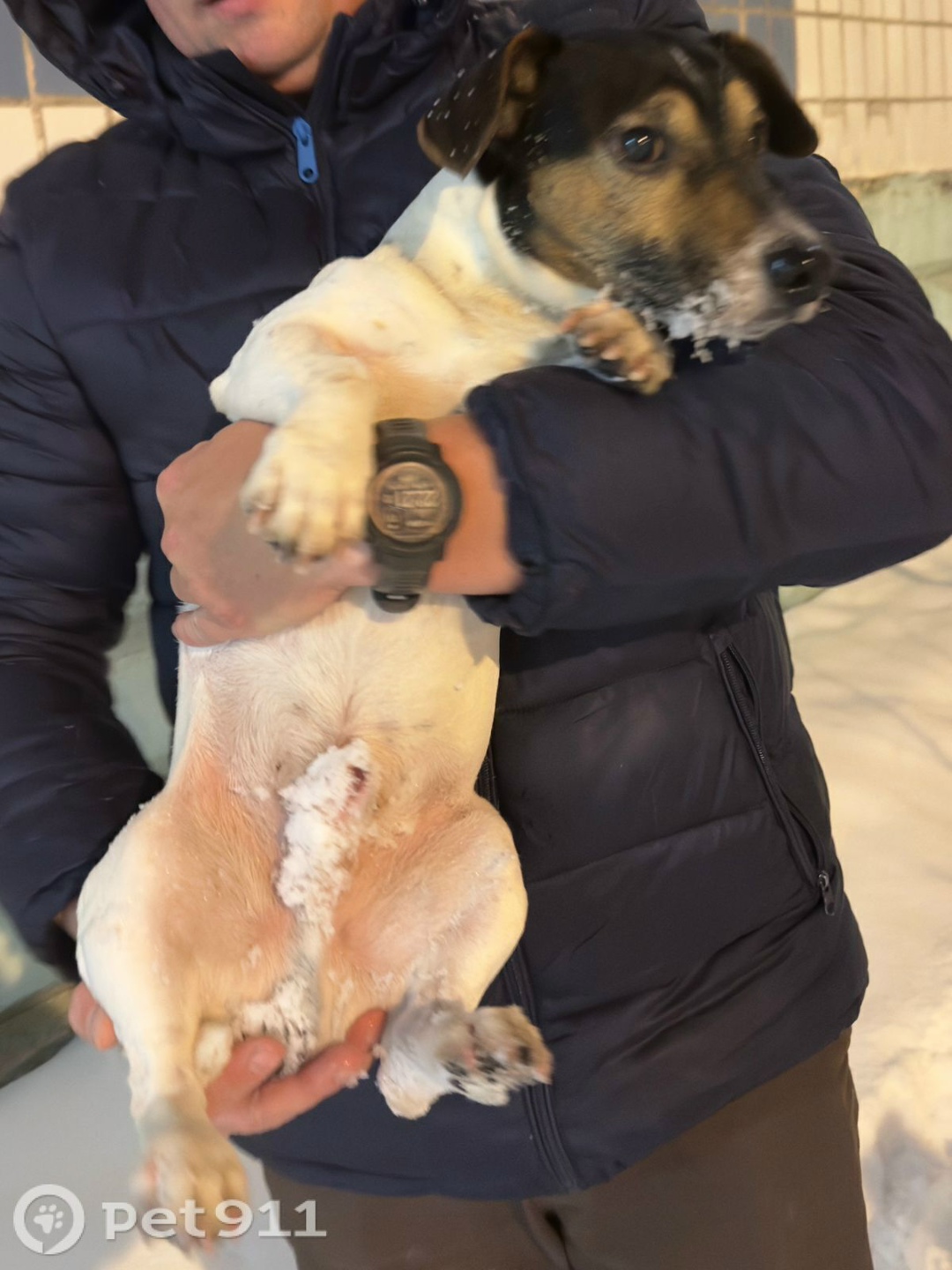 Найдена собака в Реутове — фото объявления