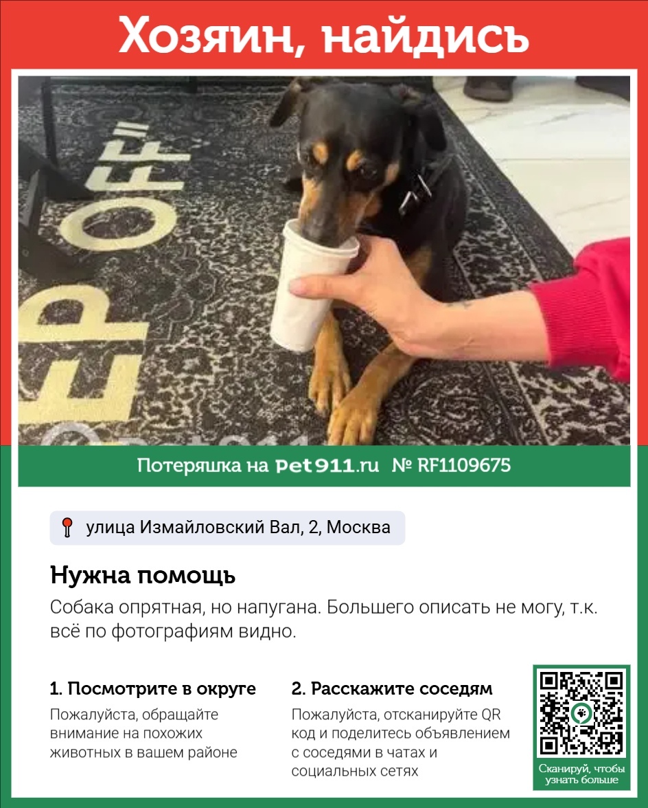 Найдена собака в Реутове — фото объявления