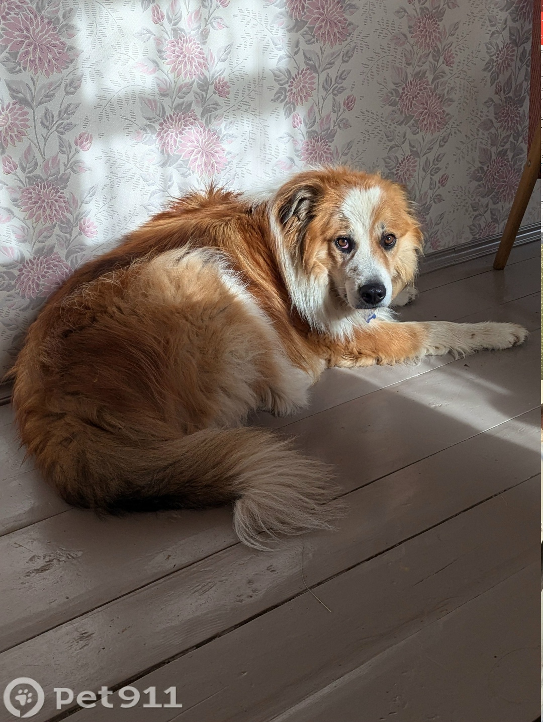 Пропала собака в Реутове — фото объявления