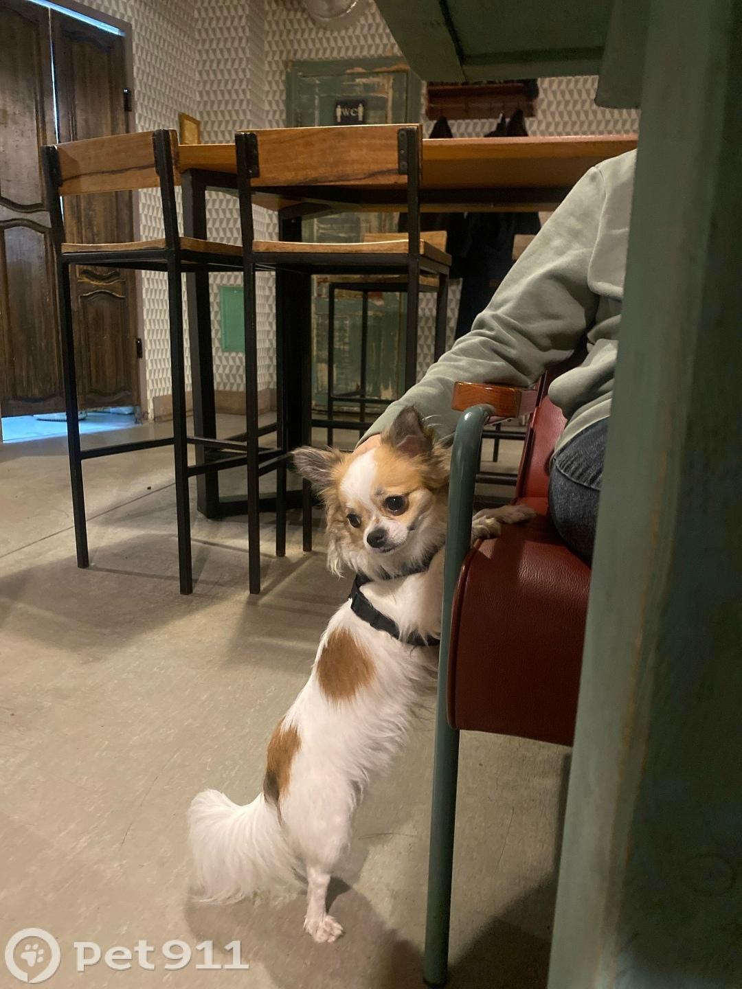 Пропала собака в Реутове — фото объявления