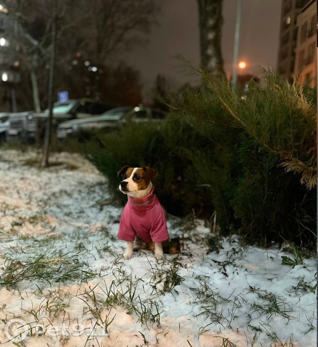 Пропала собака в Реутове — фото объявления