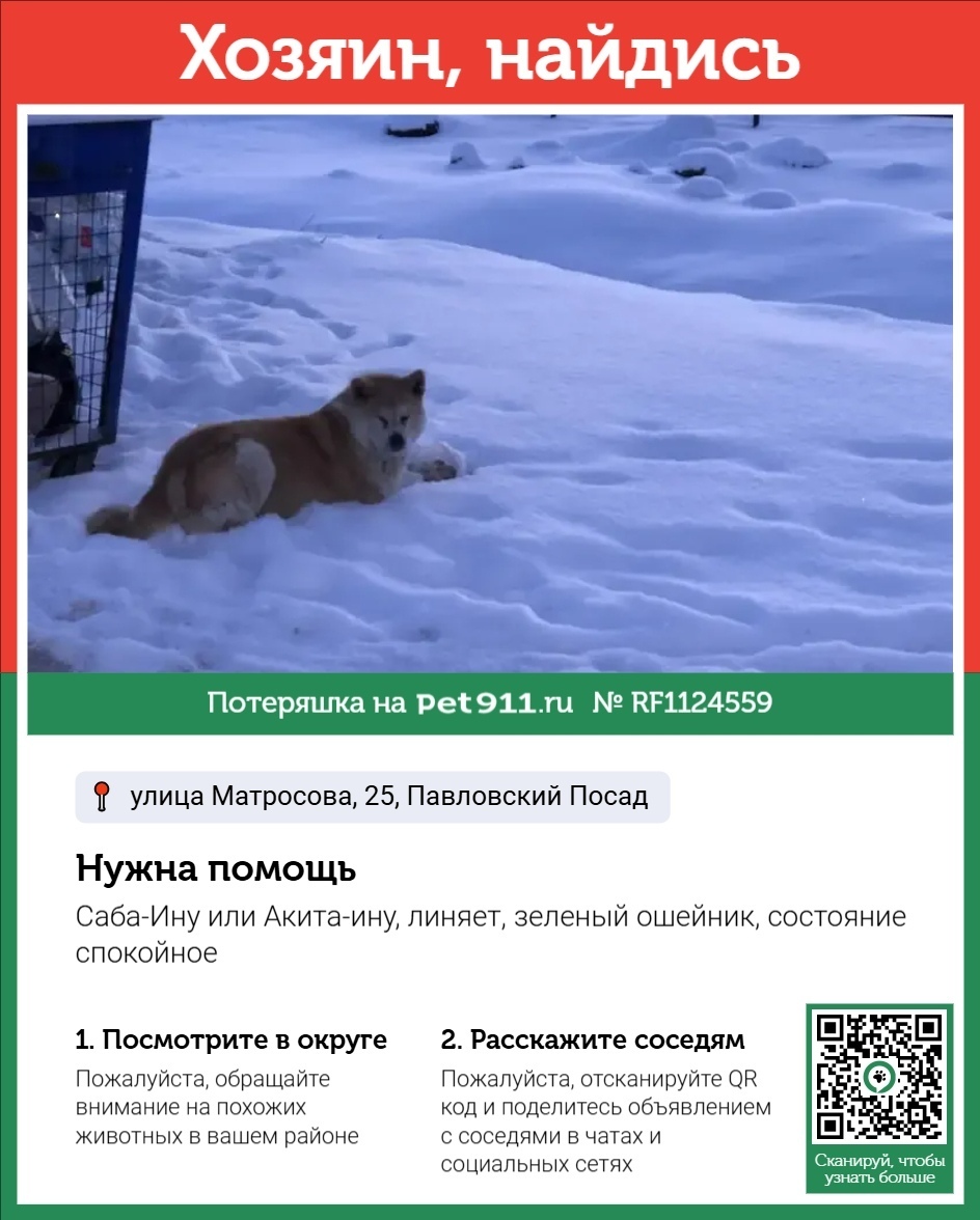 Найдена собака в Реутове — фото объявления