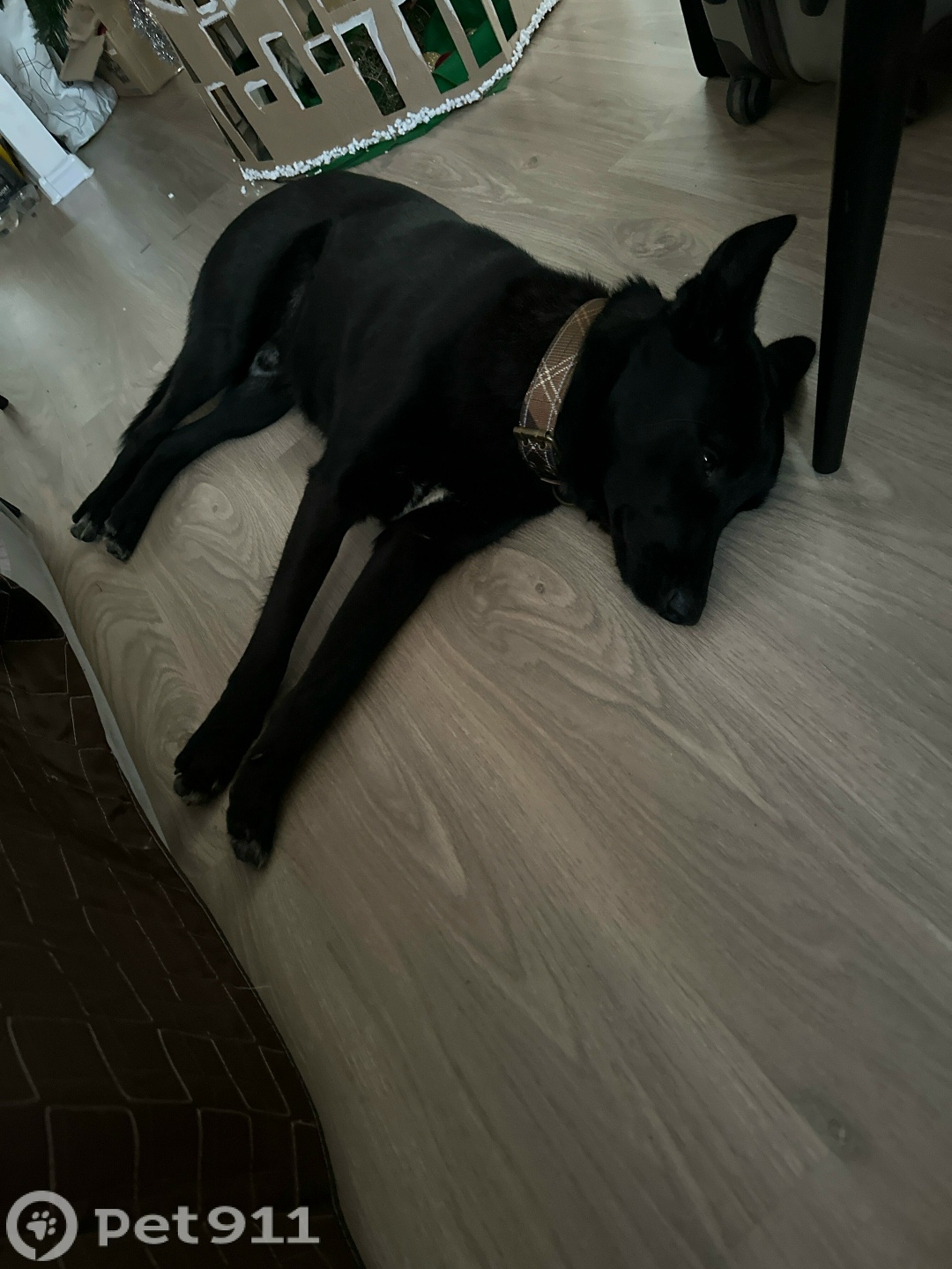 Найдена собака в Реутове — фото объявления