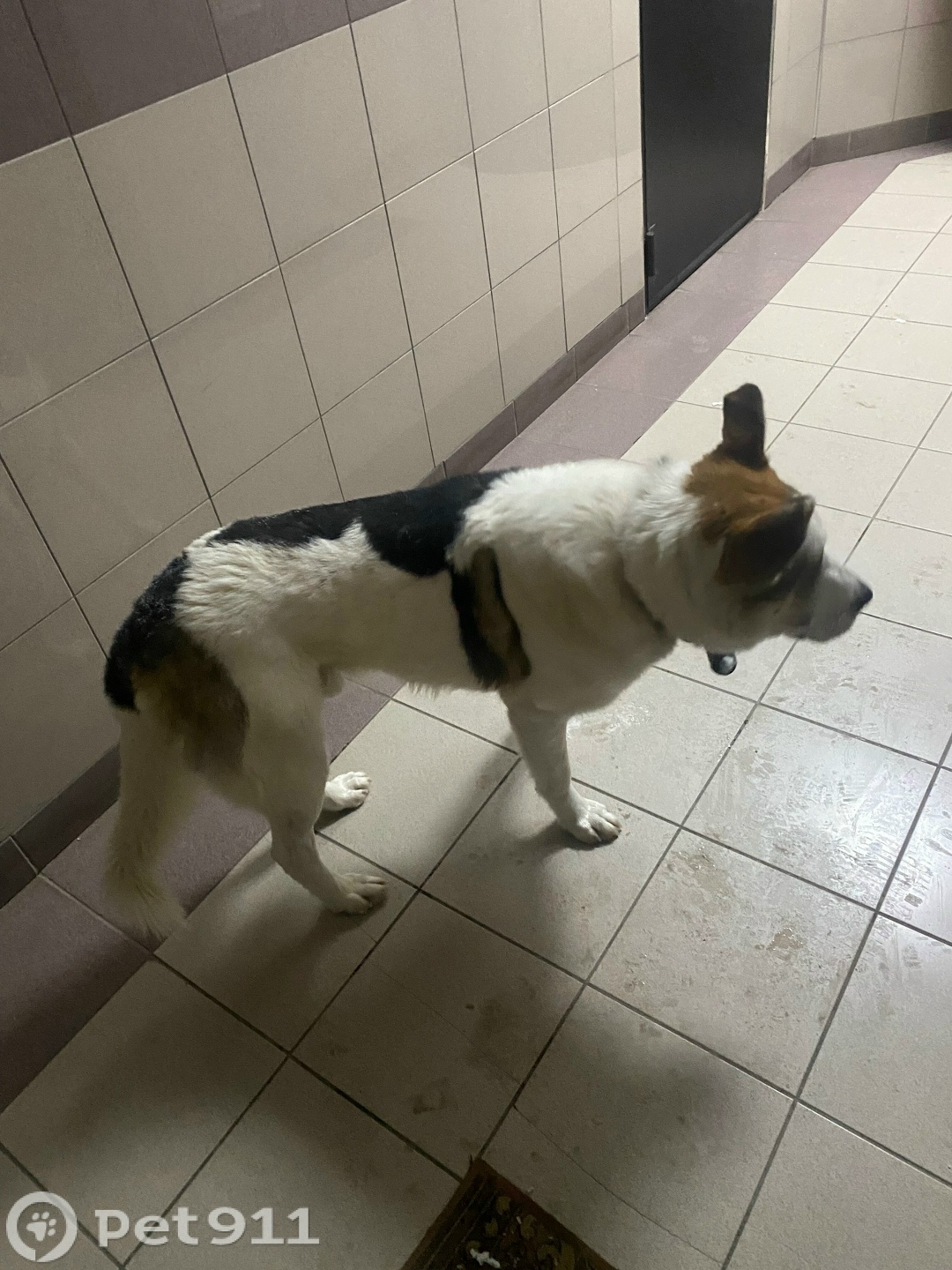 Найдена собака в Реутове — фото объявления