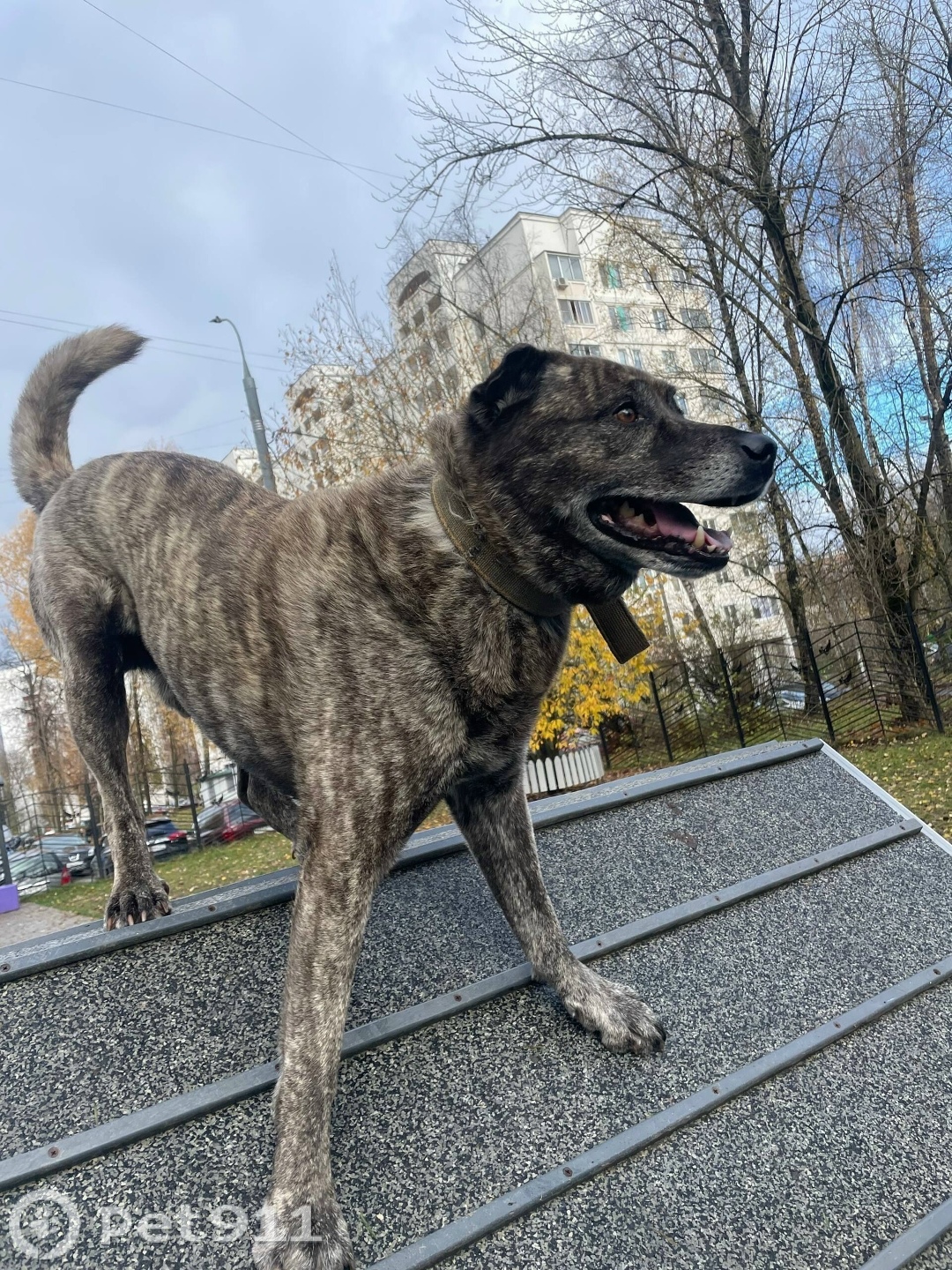 Пропала собака в Реутове — фото объявления