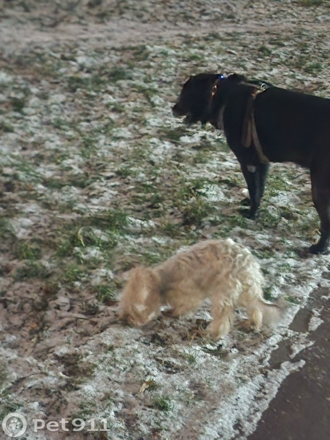 Пропала собака в Реутове — фото объявления