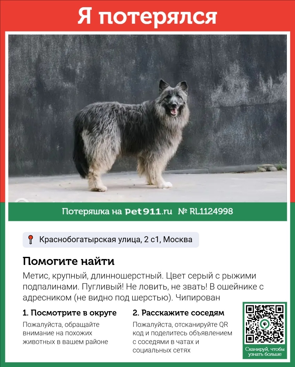 Пропала собака в Реутове — фото объявления