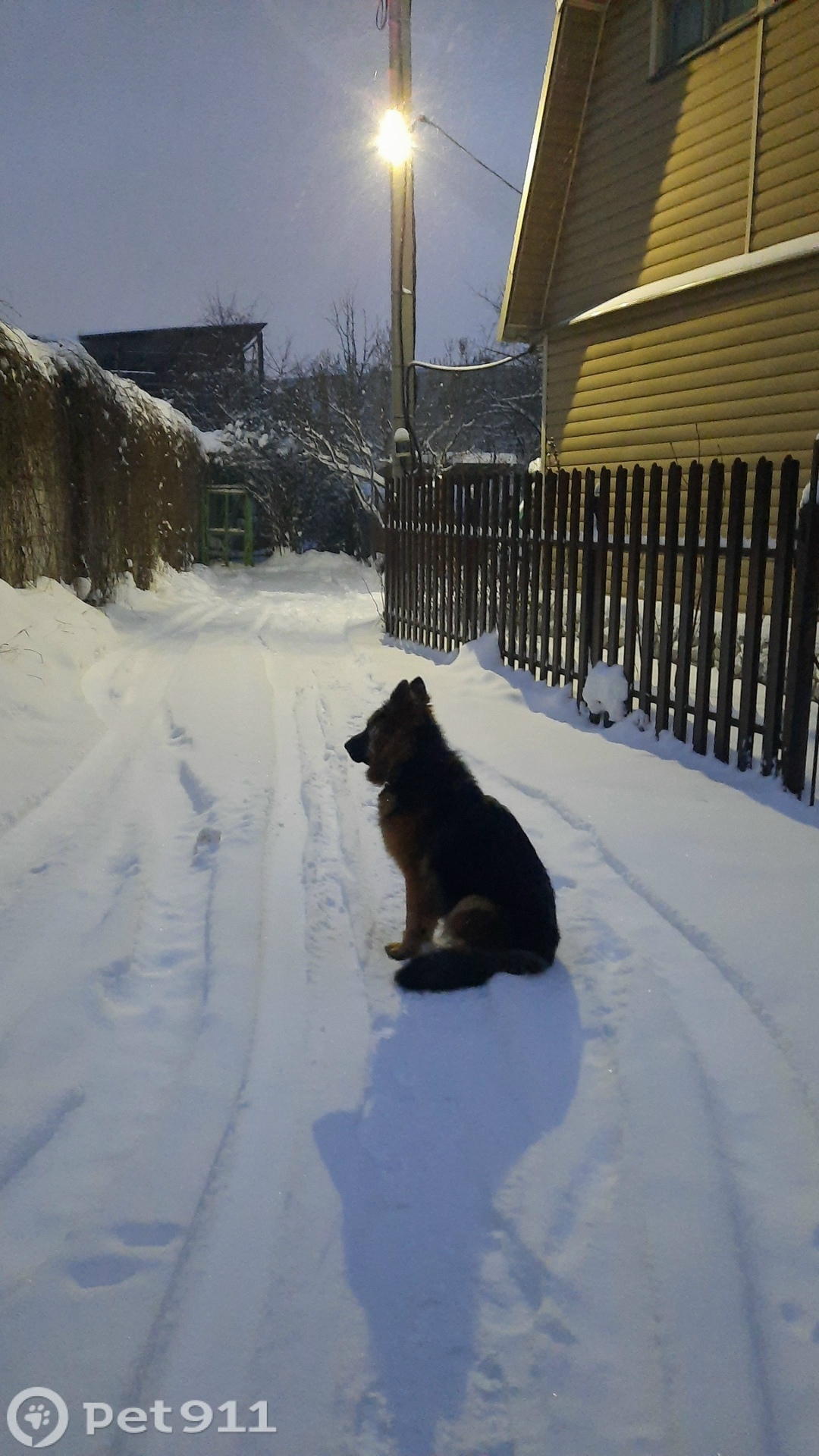 Пропала собака в Реутове — фото объявления