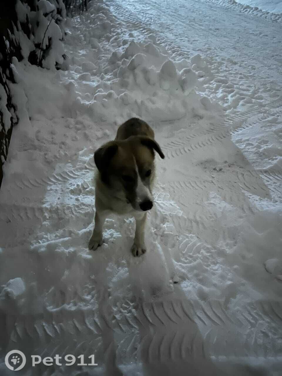 Найдена собака в Реутове — фото объявления