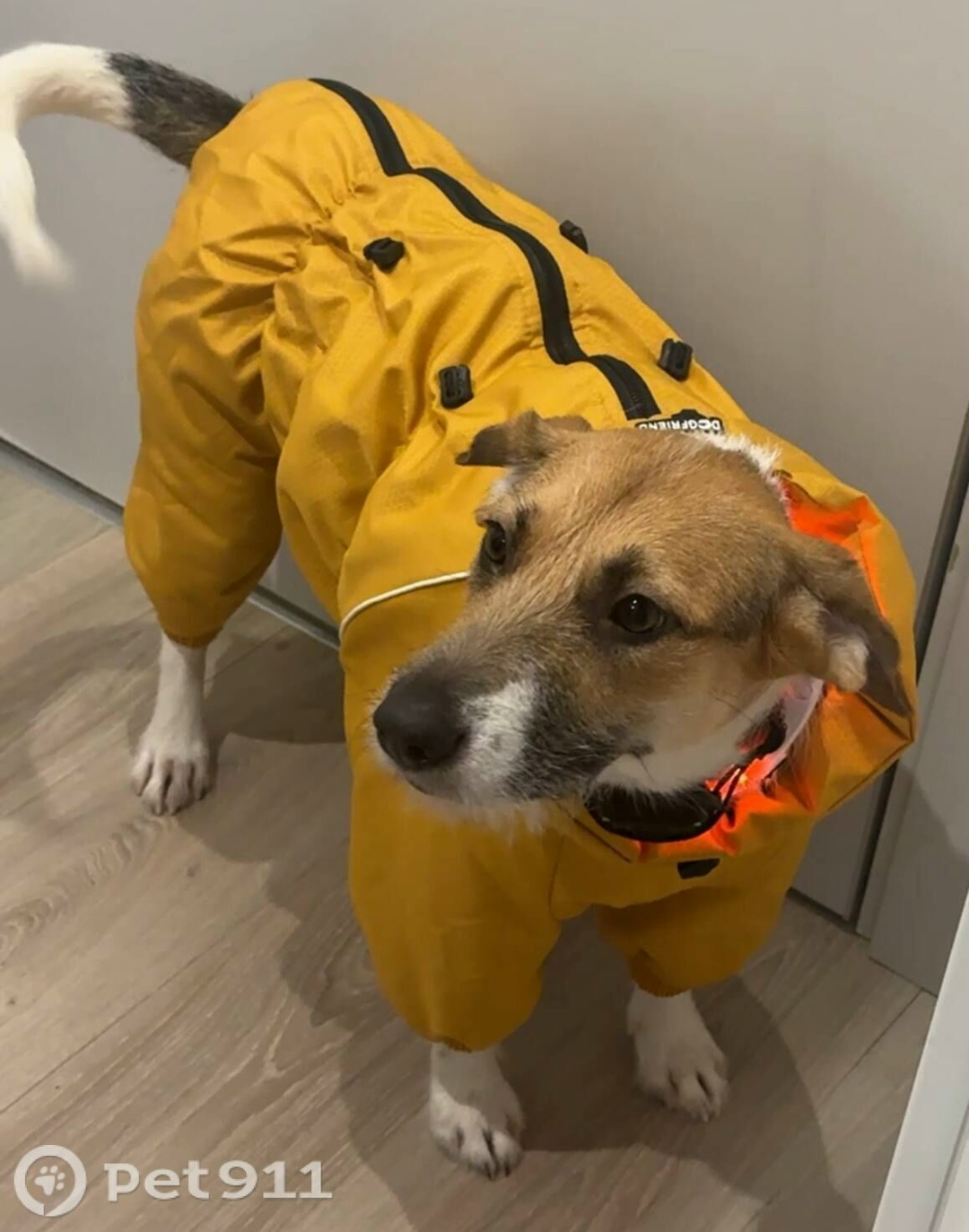 Пропала собака в Реутове — фото объявления