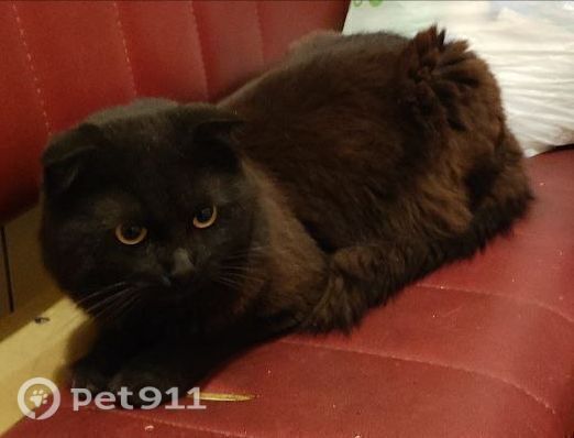 Найдена кошка в Реутове — фото объявления