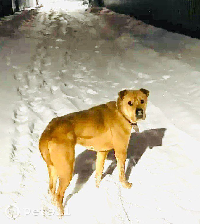 Найдена собака в Реутове — фото объявления