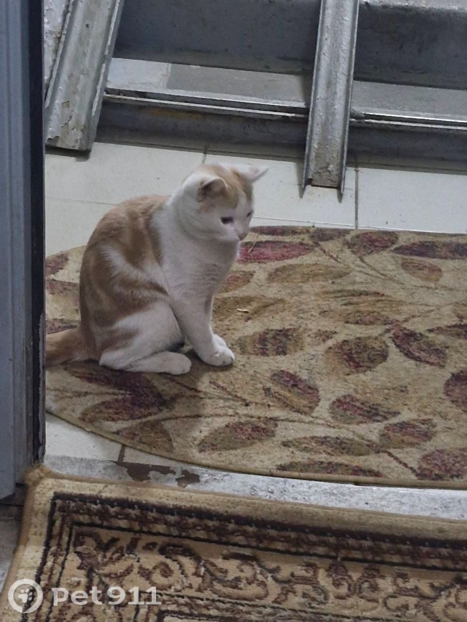 Найдена кошка в Реутове — фото объявления