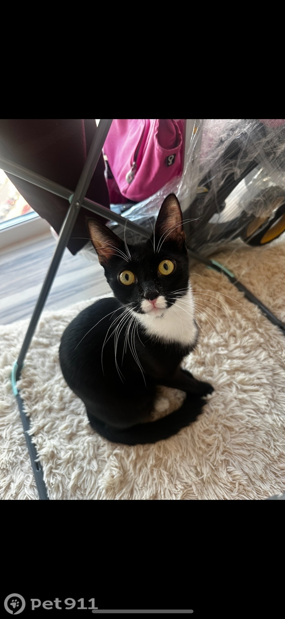 Пропала кошка в Реутове — фото объявления