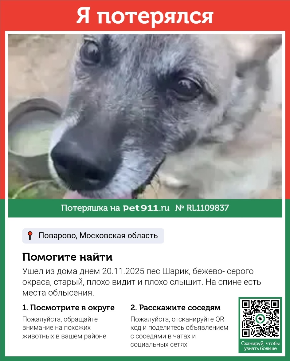Пропала собака в Реутове — фото объявления