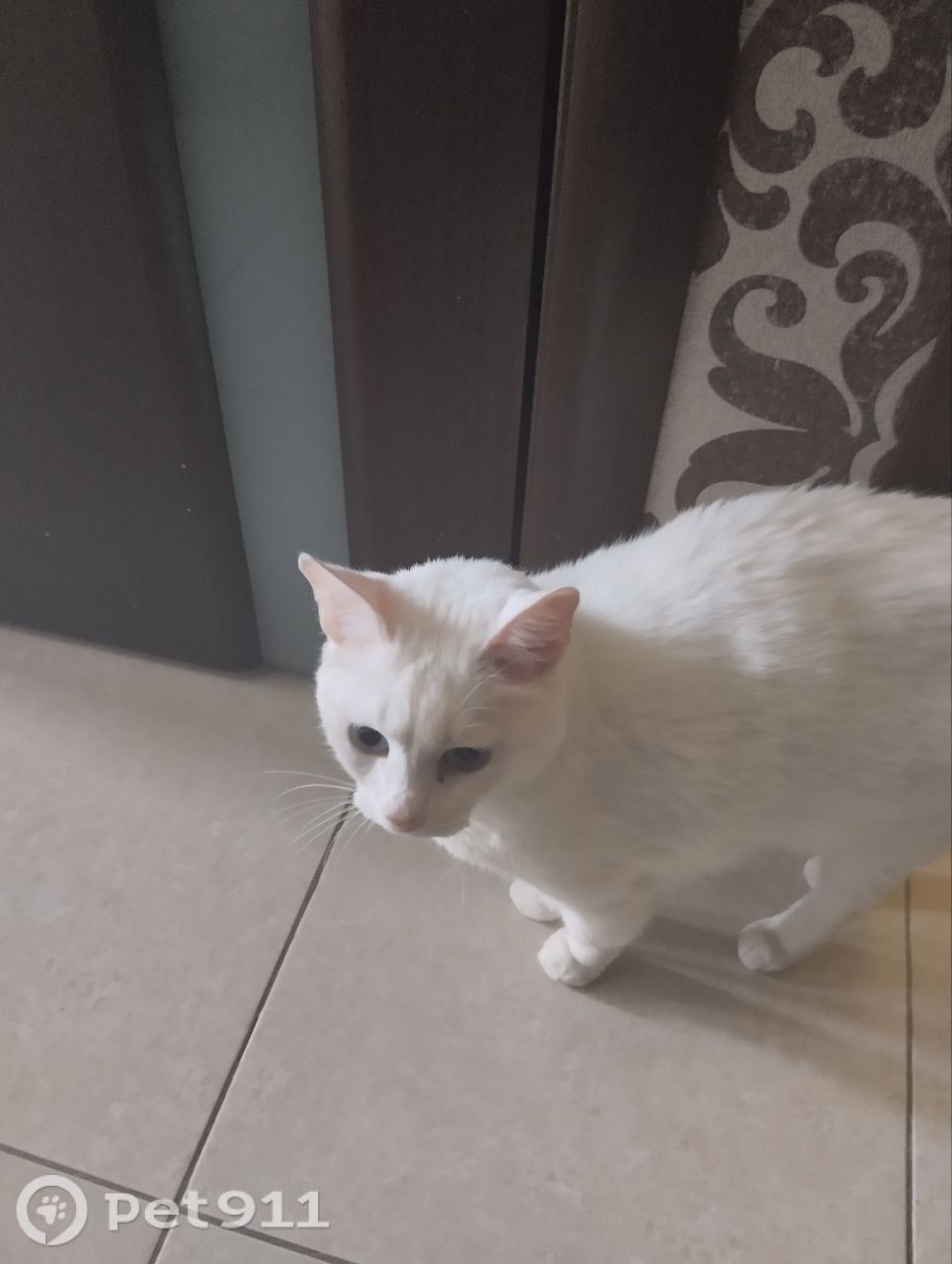 Найдена кошка в Реутове — фото объявления