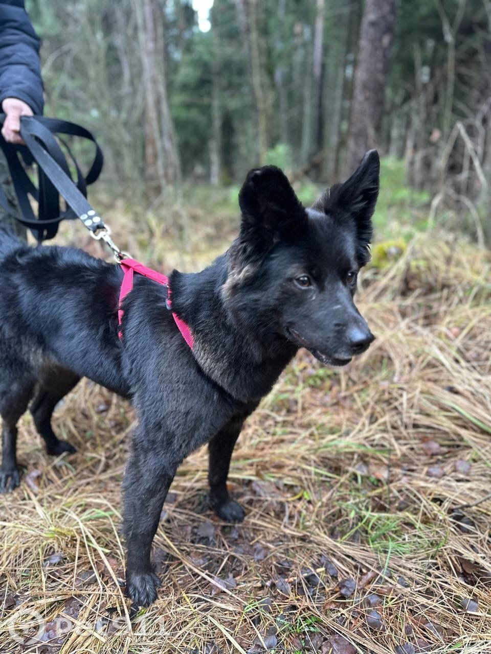 Найдена собака в Реутове — фото объявления