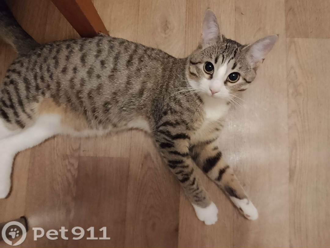 Пропала кошка в Реутове — фото объявления