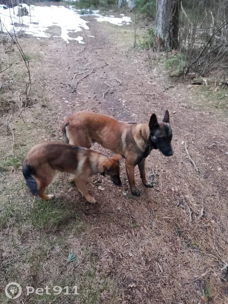 Найдена собака в Реутове — фото объявления