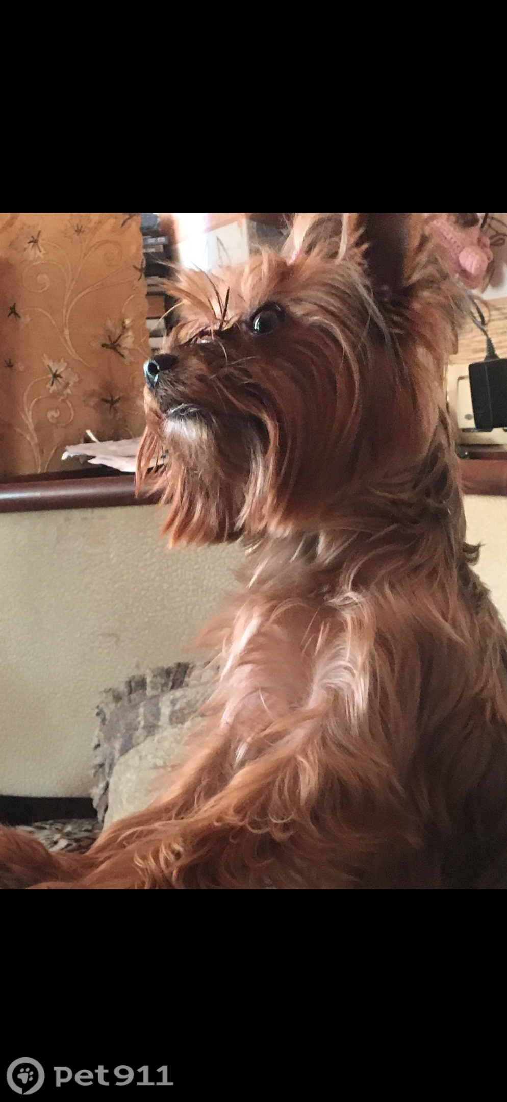 Пропала собака в Реутове — фото объявления