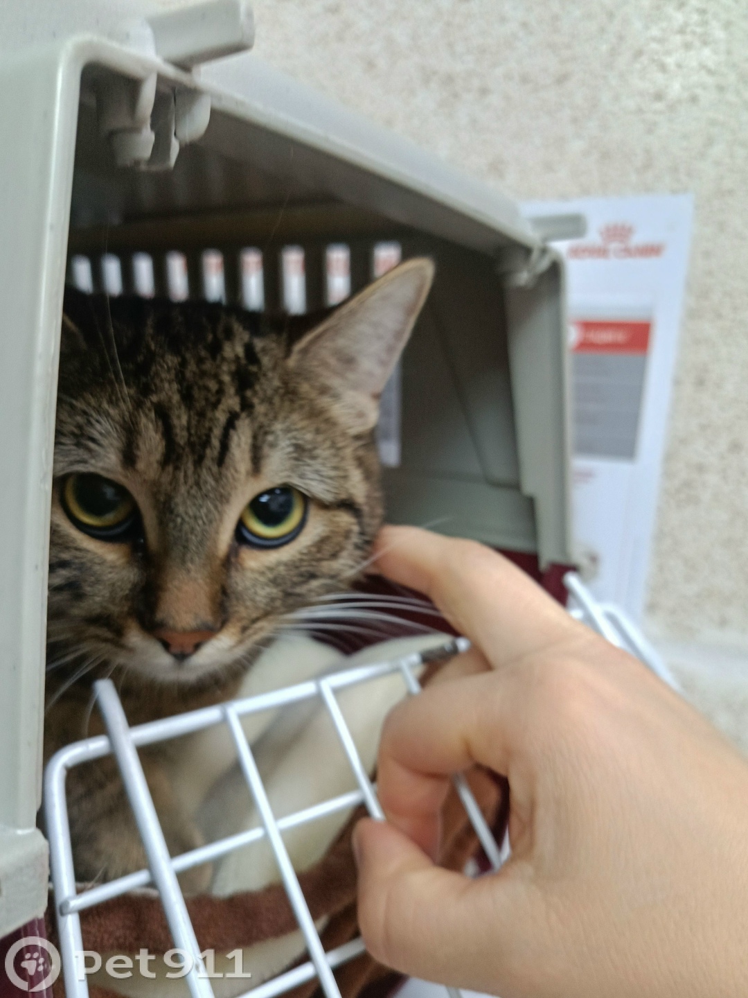 Найдена кошка в Реутове — фото объявления