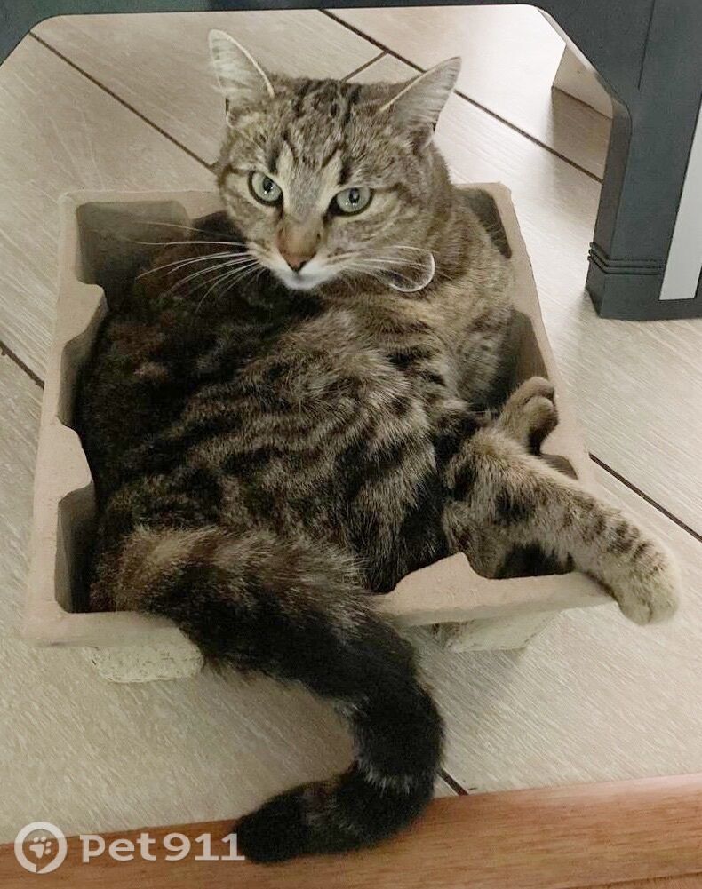 Пропала кошка в Реутове — фото объявления