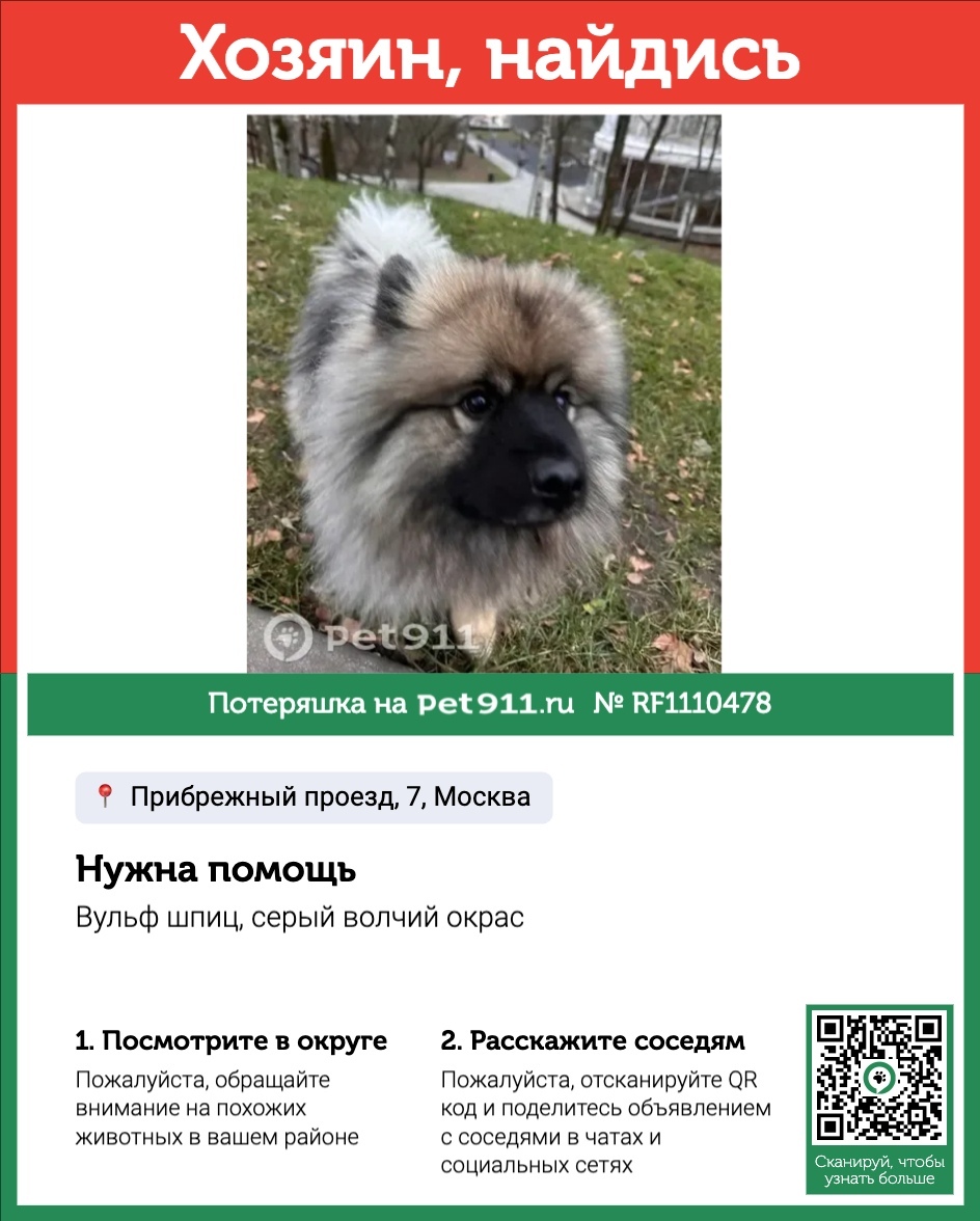 Найдена собака в Реутове — фото объявления