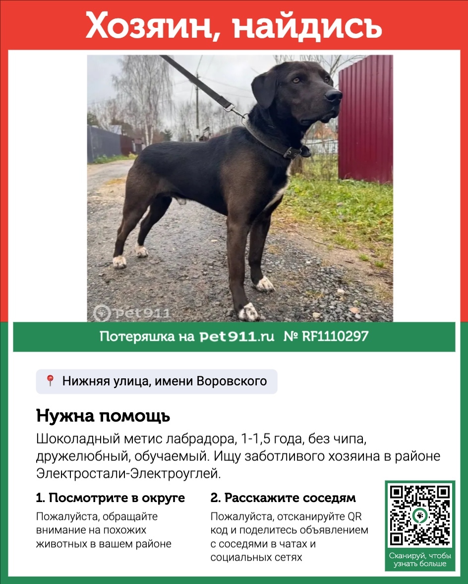 Найдена собака в Реутове — фото объявления