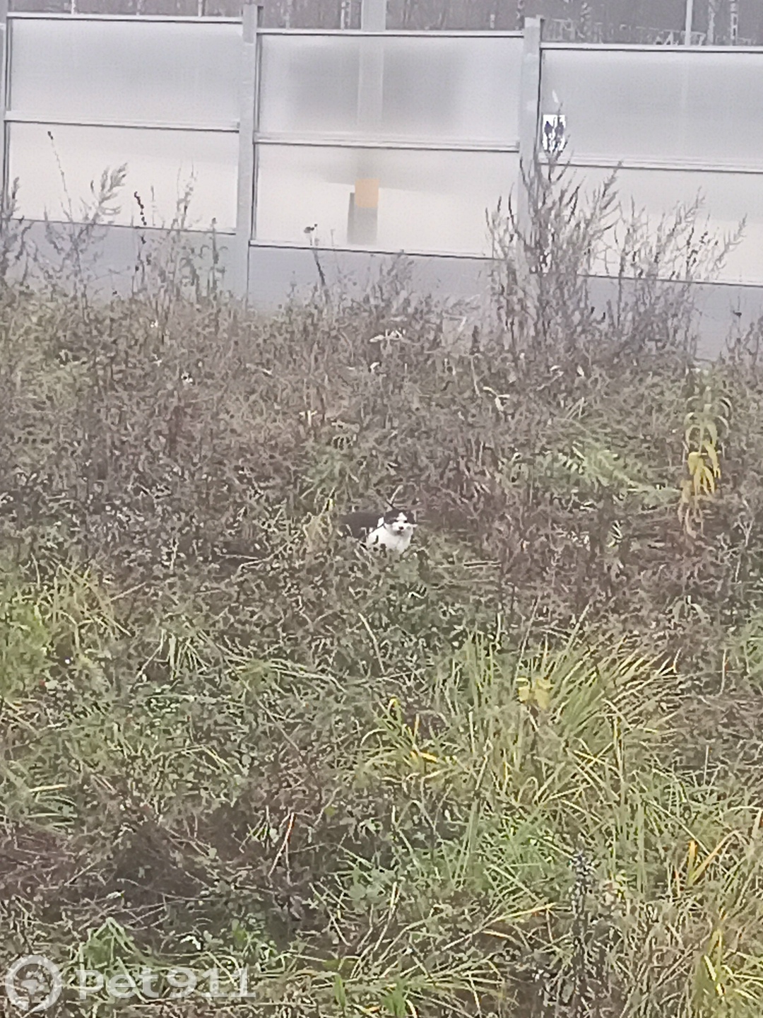 Найдена кошка в Реутове — фото объявления