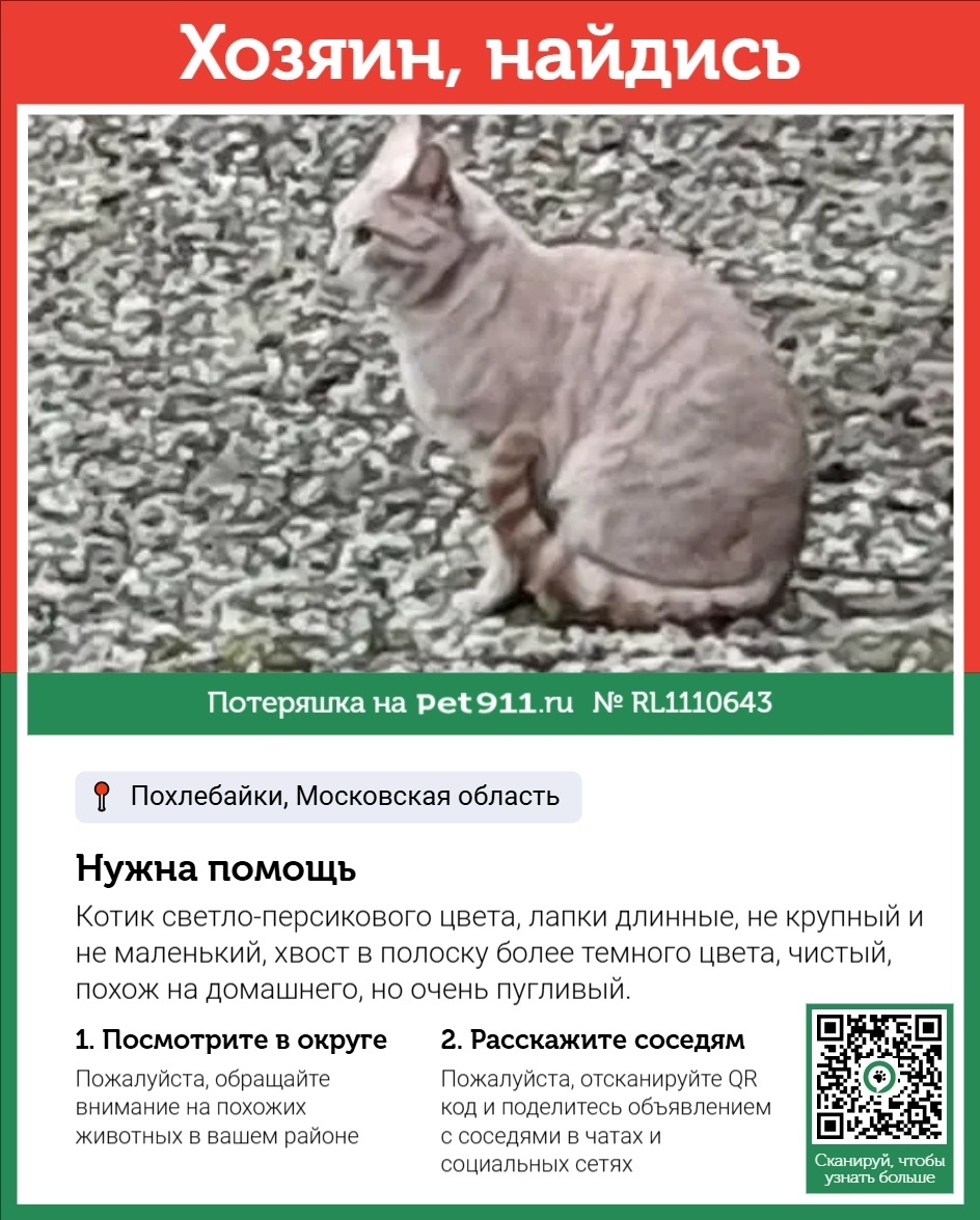 Найдена кошка в Реутове — фото объявления