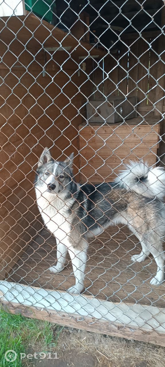 Пропала собака в Реутове — фото объявления