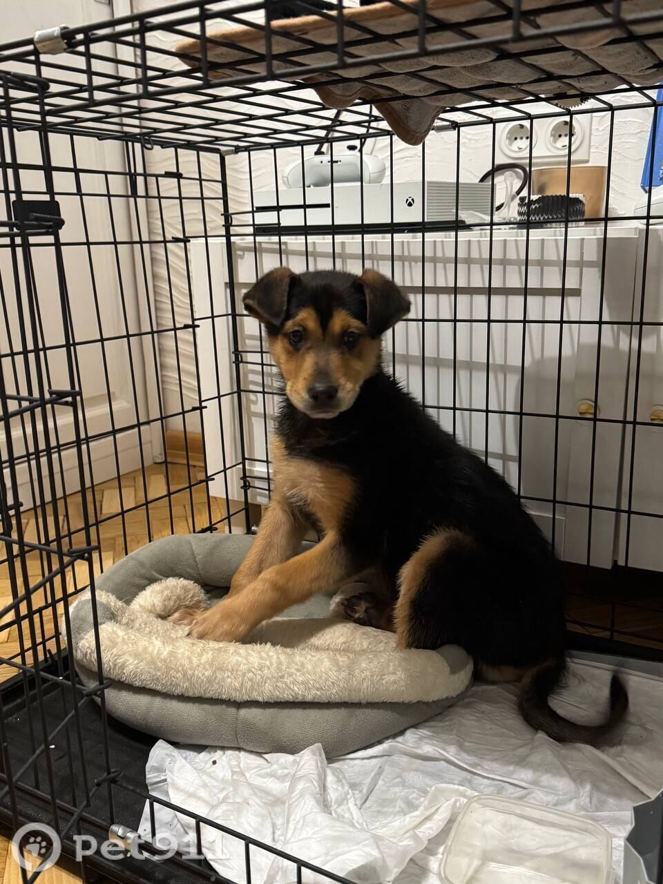 Найдена собака в Реутове — фото объявления